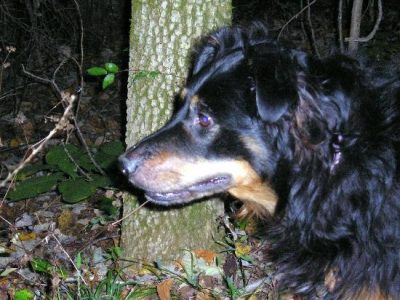 For the Love of Dogs Image